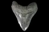 Fossil Megalodon Tooth - South Carolina #95304-1